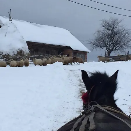 Affittacamere Pensiunea Poiana Viselor 4*